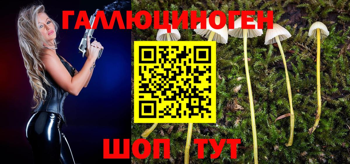 Псилоцибиновые грибы Cubensis Кыштым